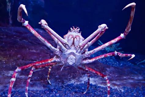 japanese spider crab scientific name